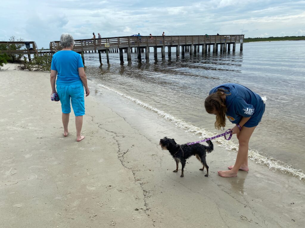 can you take dogs to new smyrna beach