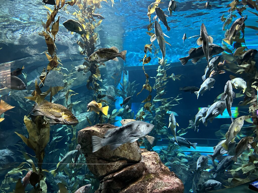 Fish in tank at Ripley's Aquarium Toronto Canada